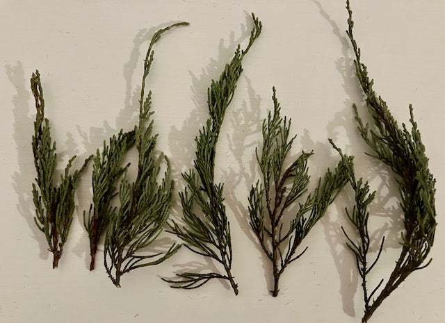 Miniature dried conifer branches
