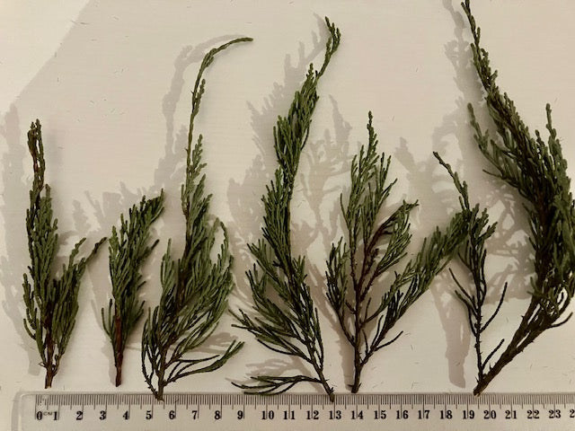 Miniature dried conifer branches
