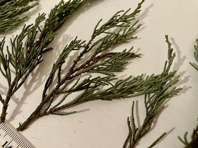 Miniature dried conifer branches